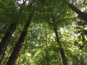 SMorgan_forestcanopy